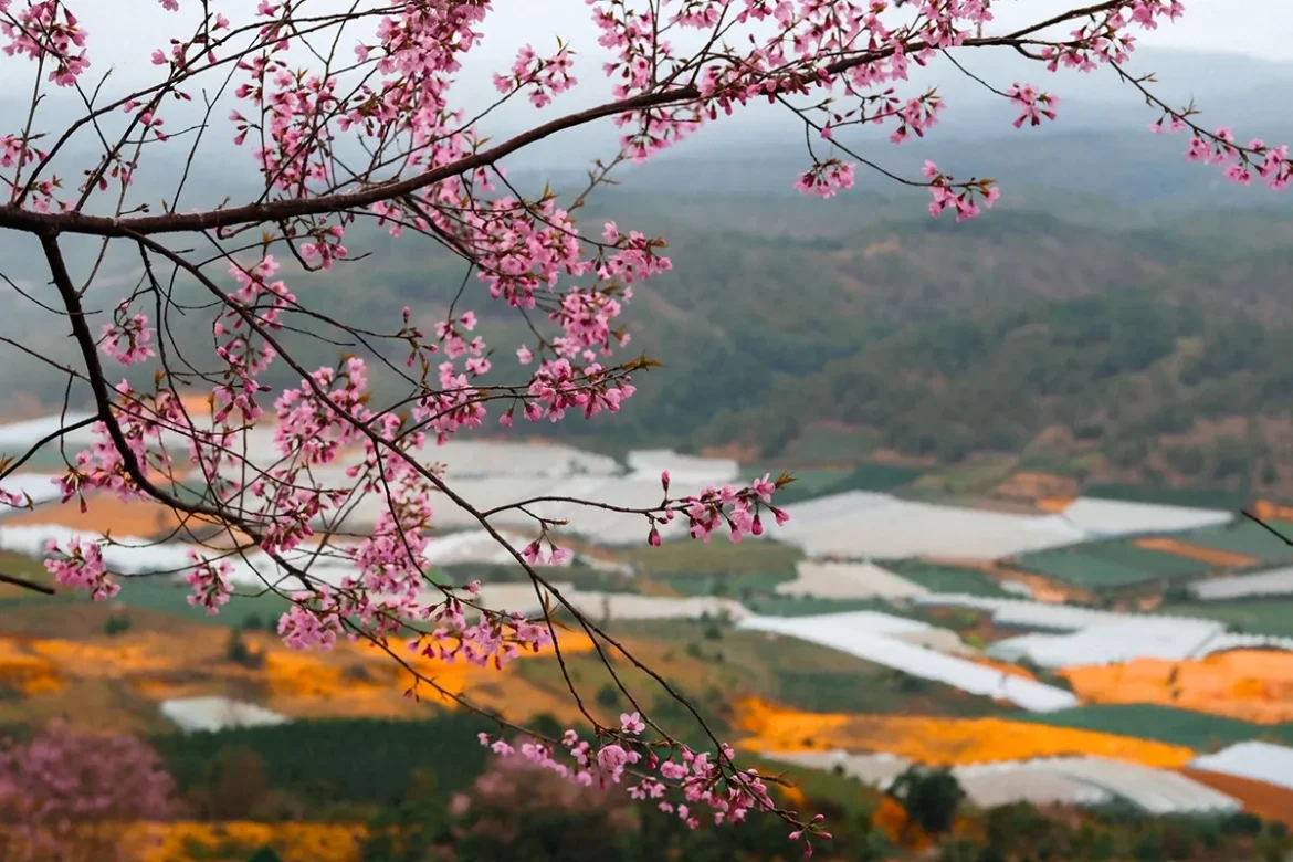 Khám phá Đà Lạt mùa Mai Anh Đào nở sớm rực rỡ